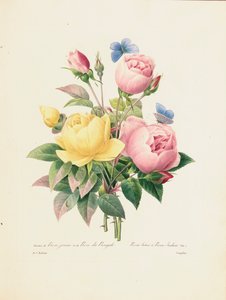 Verschiedene gelbe Rosen und Bengalrosen, graviert von Langlois, aus 